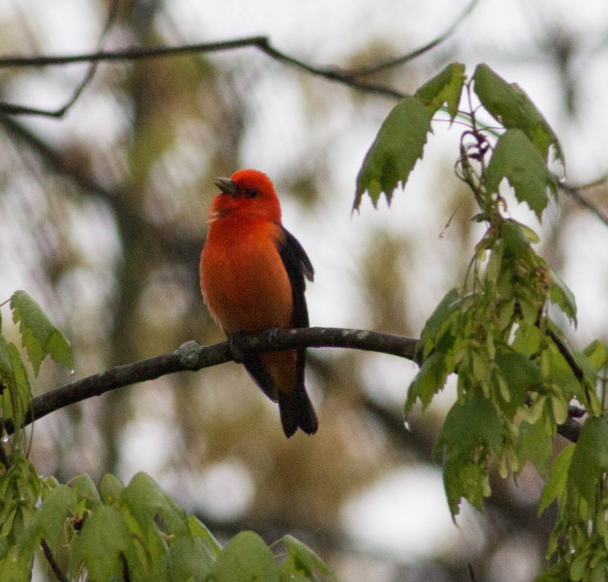 Scarlet Tanager - ML155285221