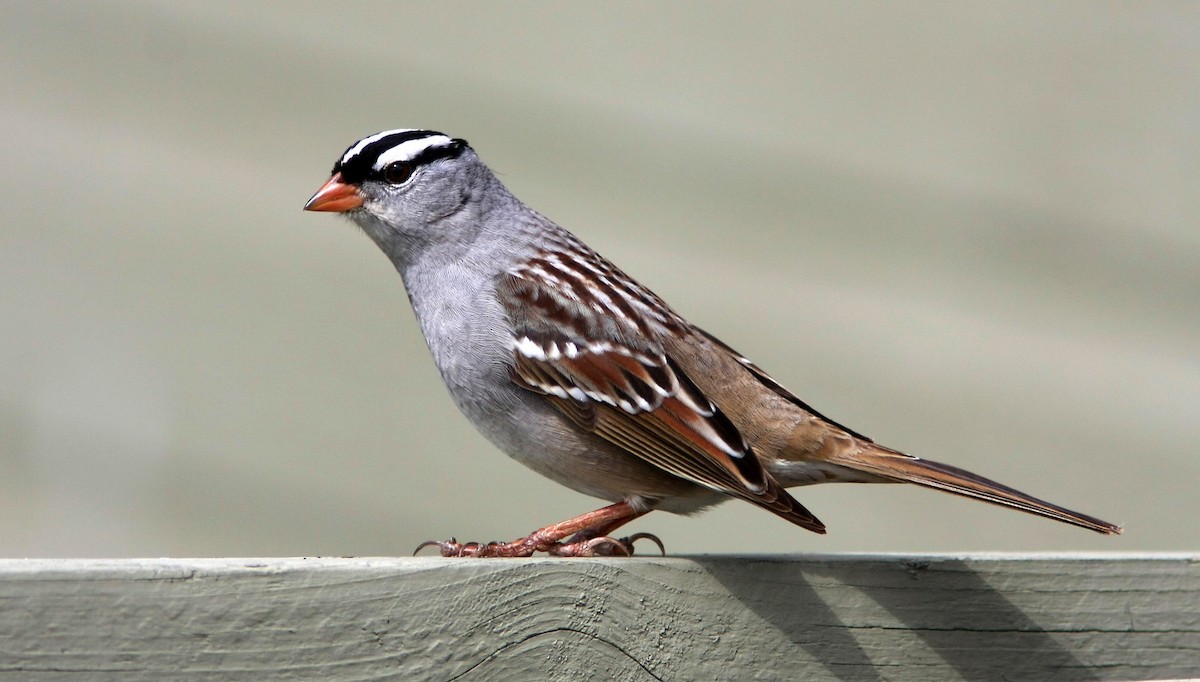 White-crowned Sparrow - ML155285411
