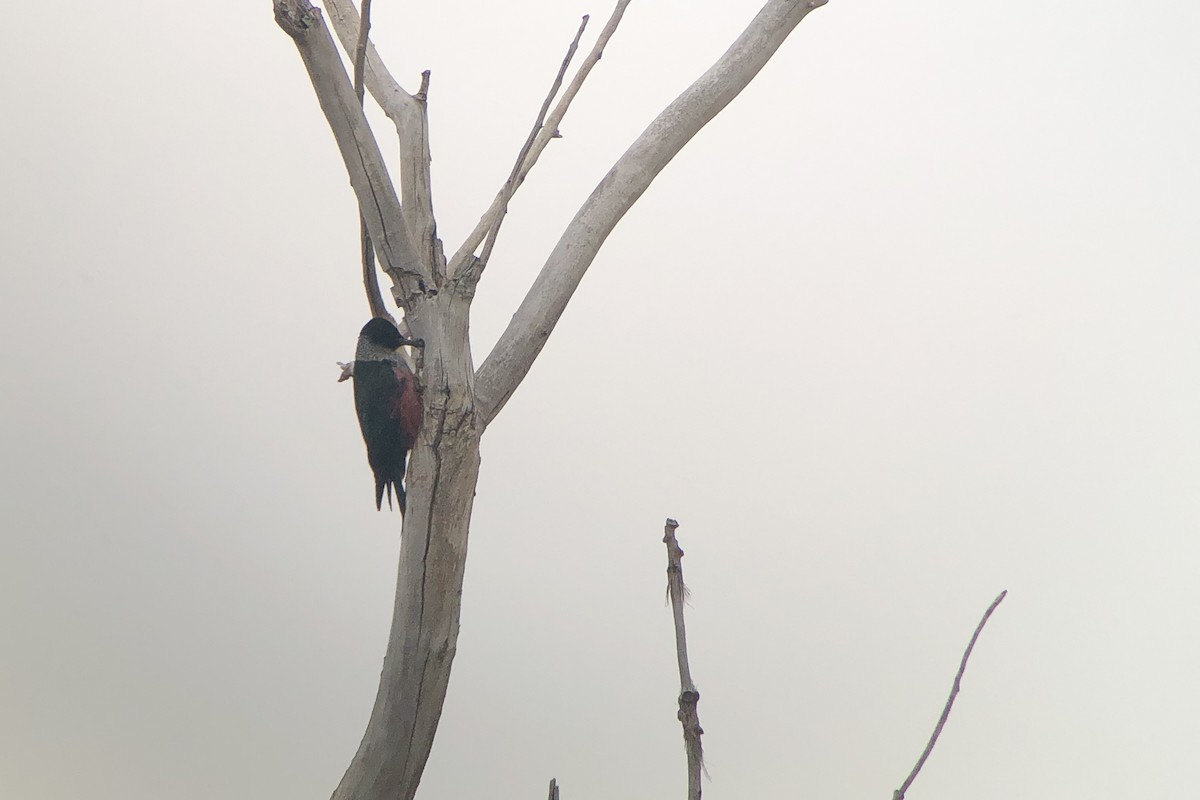 Lewis's Woodpecker - ML155286531