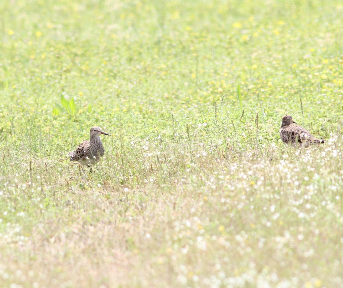 Pectoral Sandpiper - ML155287521