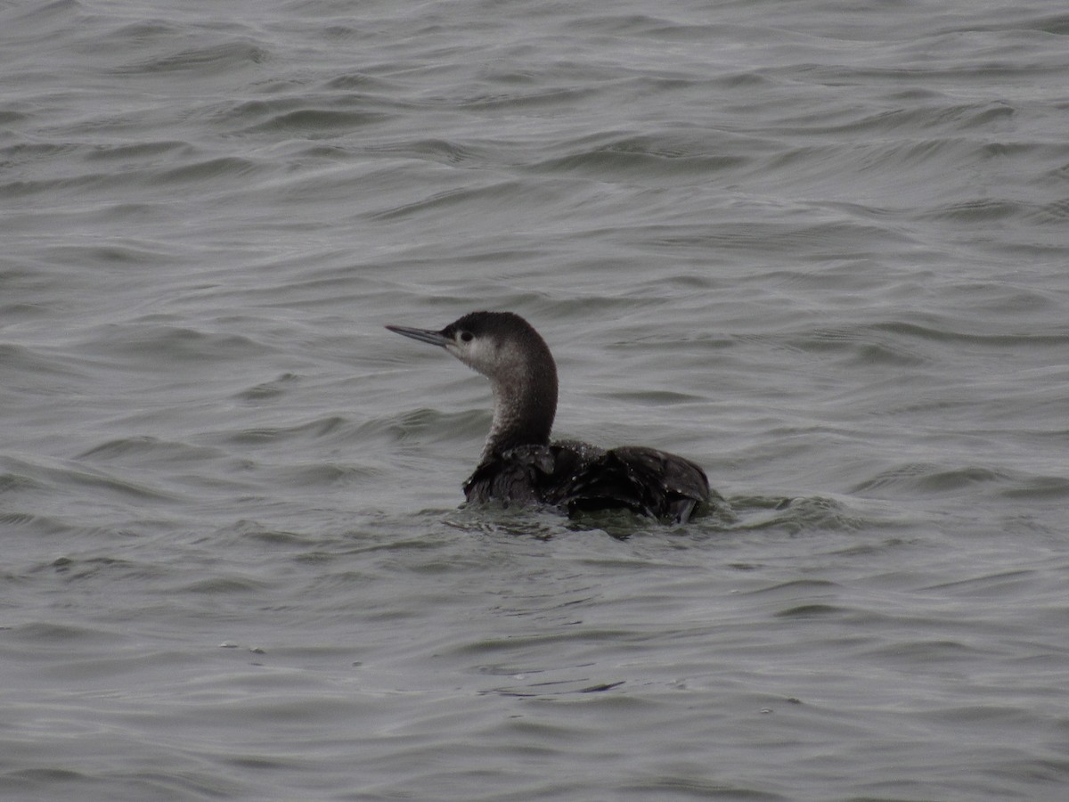 Red-throated Loon - ML155290921