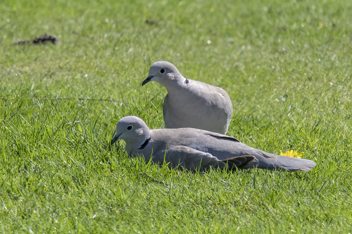 Eurasian Collared-Dove - ML155292441