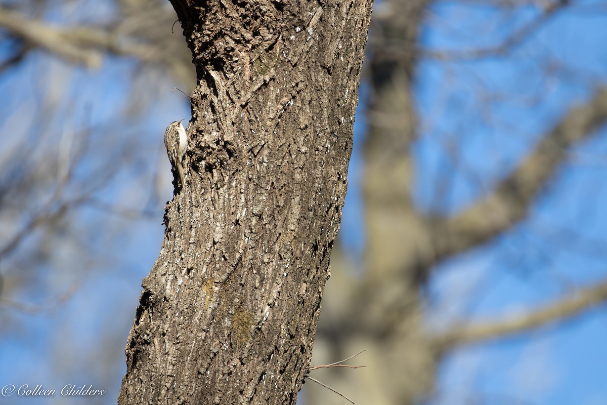 Brown Creeper - ML155292691