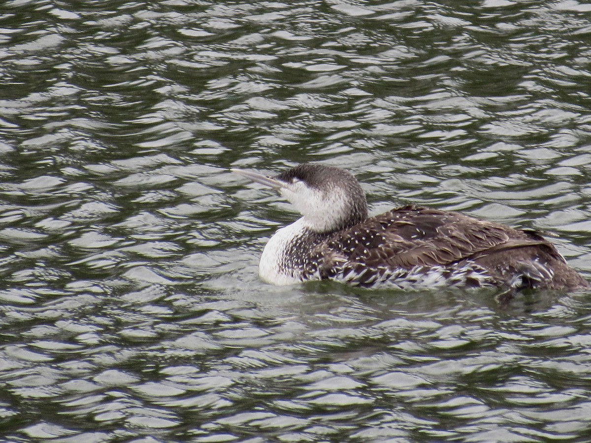 Red-throated Loon - ML155292821