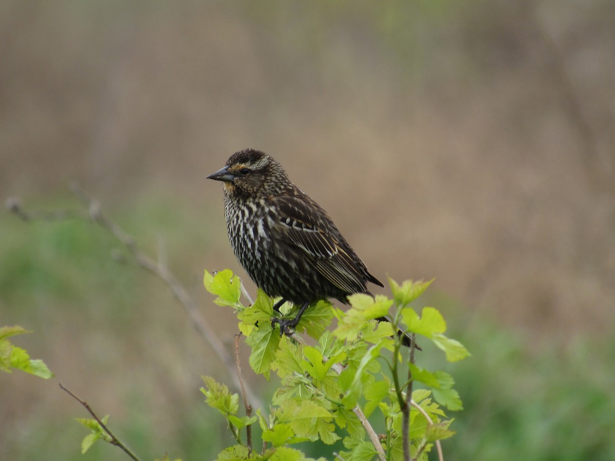 Red-winged Blackbird - ML155293451