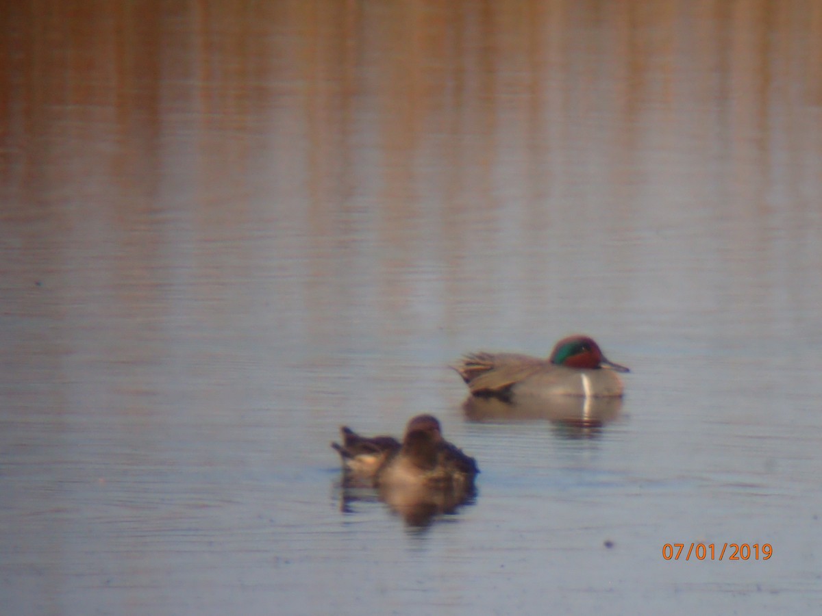 Green-winged Teal - ML155296521