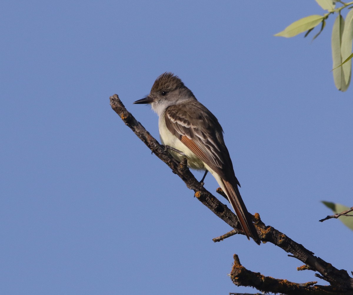 Ash-throated Flycatcher - Pair of Wing-Nuts