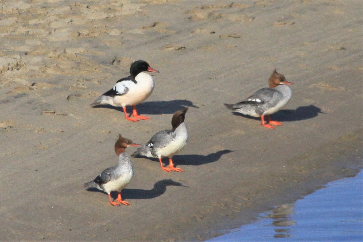 Common Merganser - ML155298301