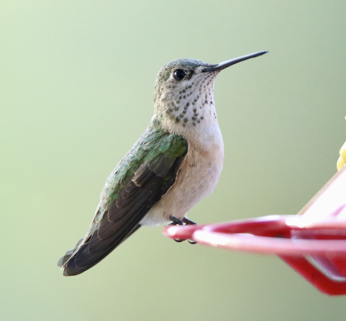 Calliope Hummingbird - William Tice