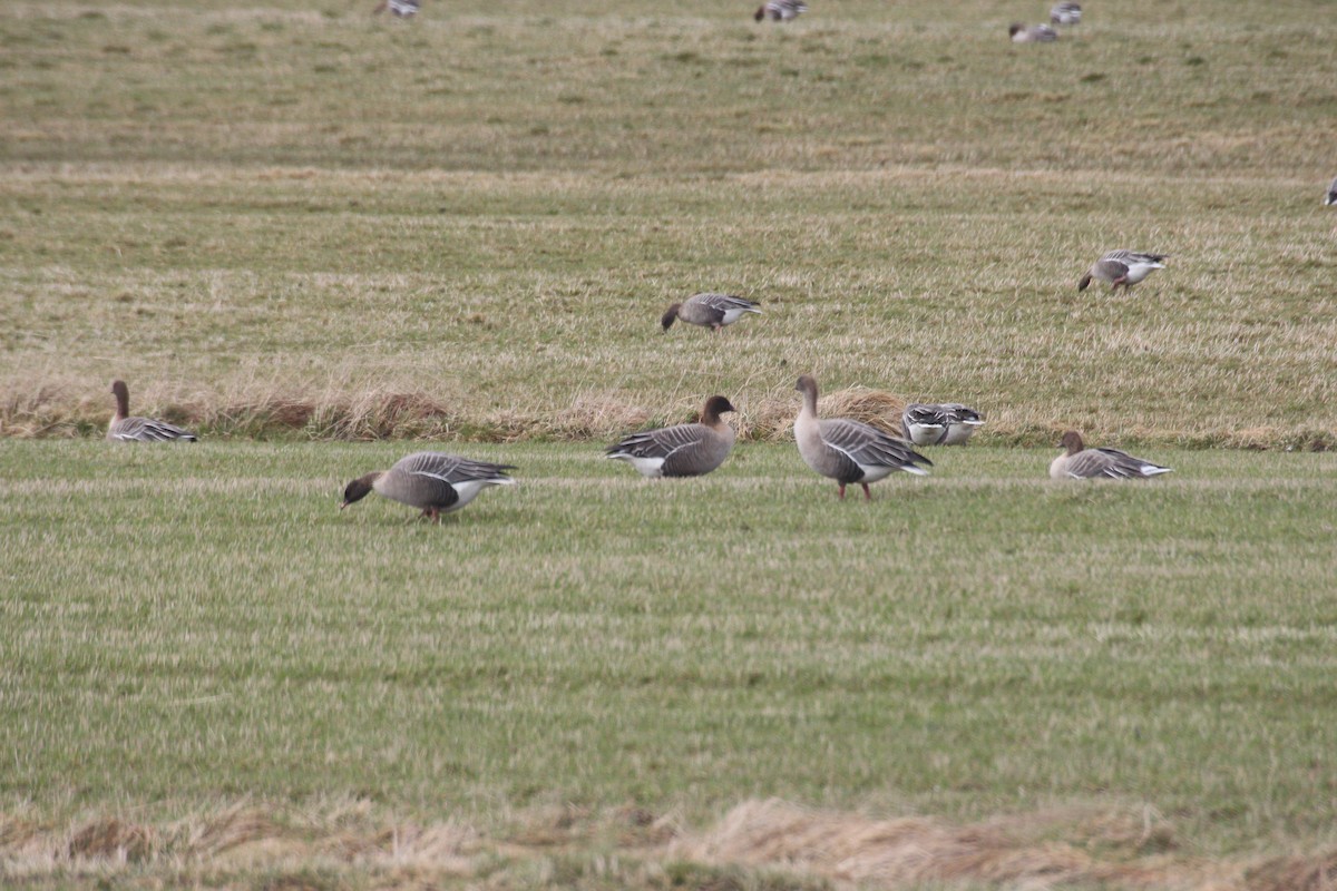 Pink-footed Goose - ML155299811