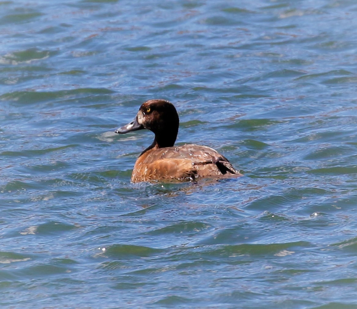 Lesser Scaup - ML155303271