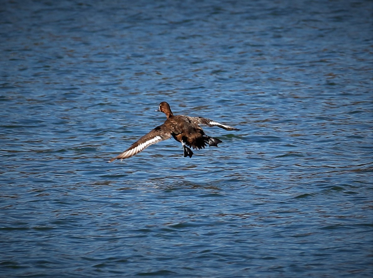 Lesser Scaup - ML155303281