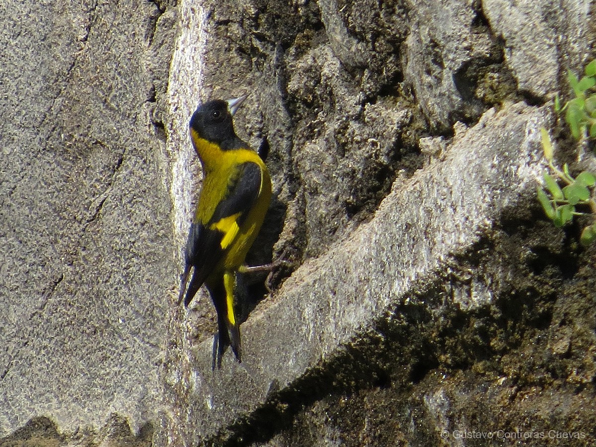 Black-headed Siskin - ML155304991