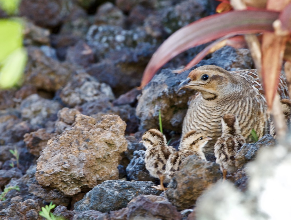 Gray Francolin - ML155305081