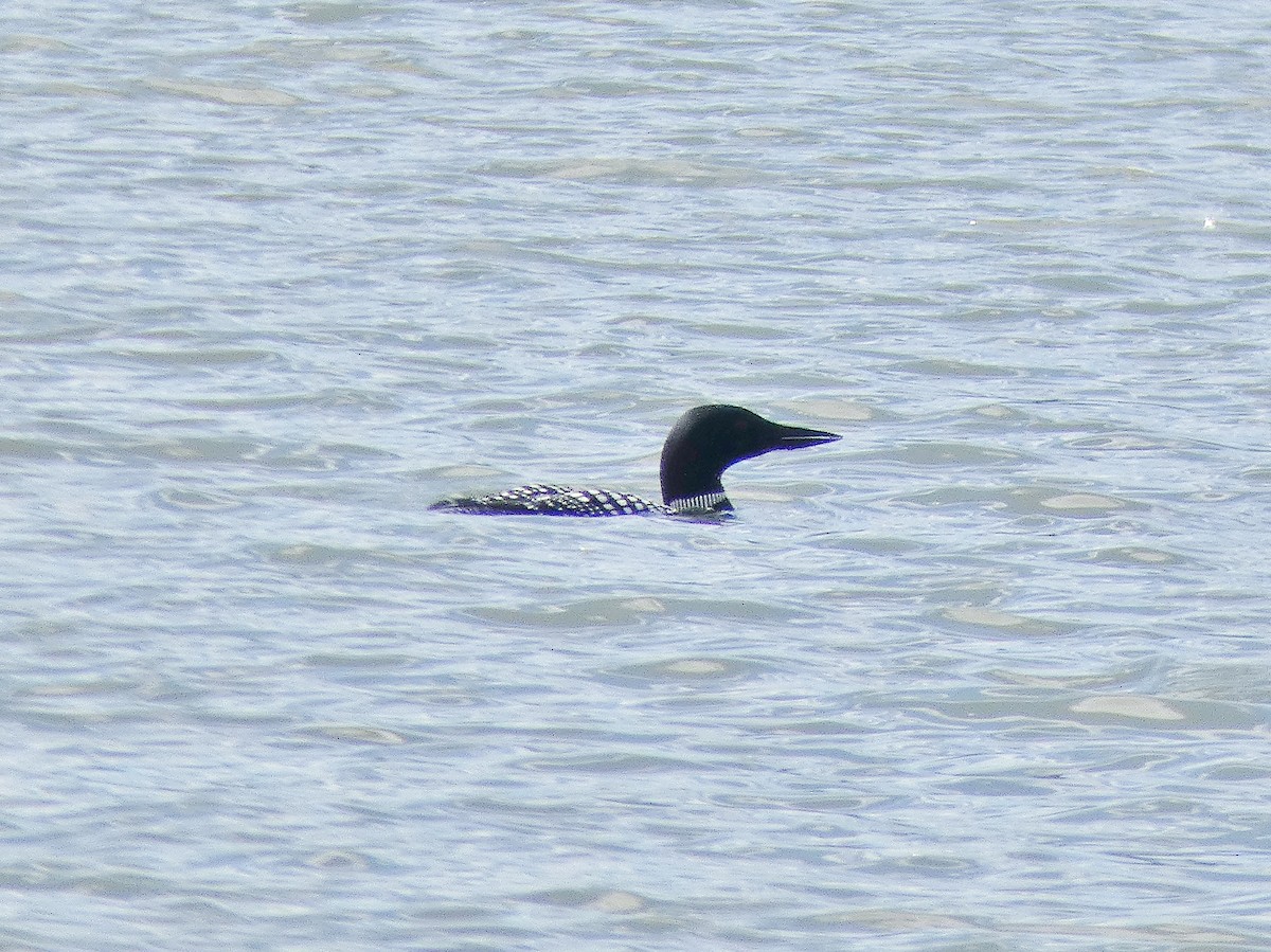 Common Loon - ML155305531