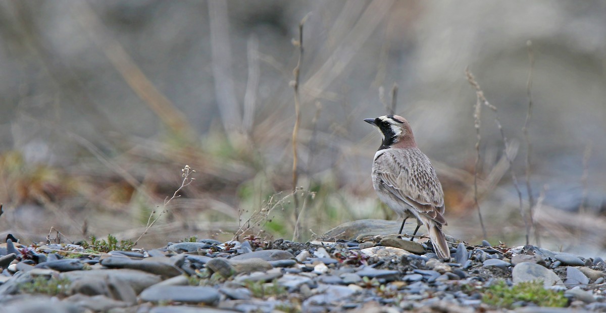 Horned Lark - ML155312491