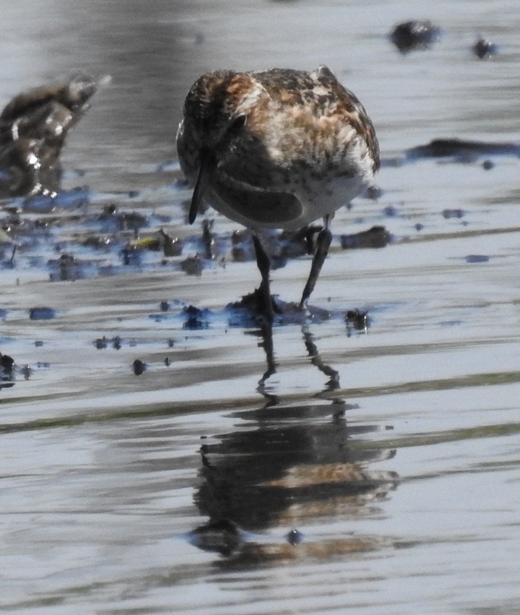 Least Sandpiper - Holly Becker