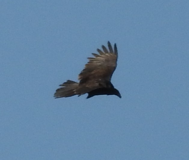 Turkey Vulture - ML155313081