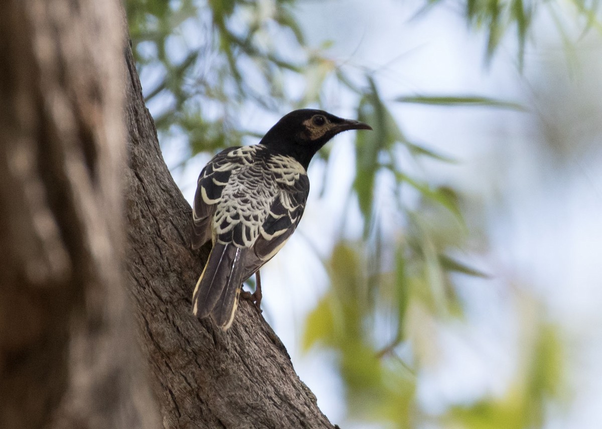 Regent Honeyeater - ML155313231
