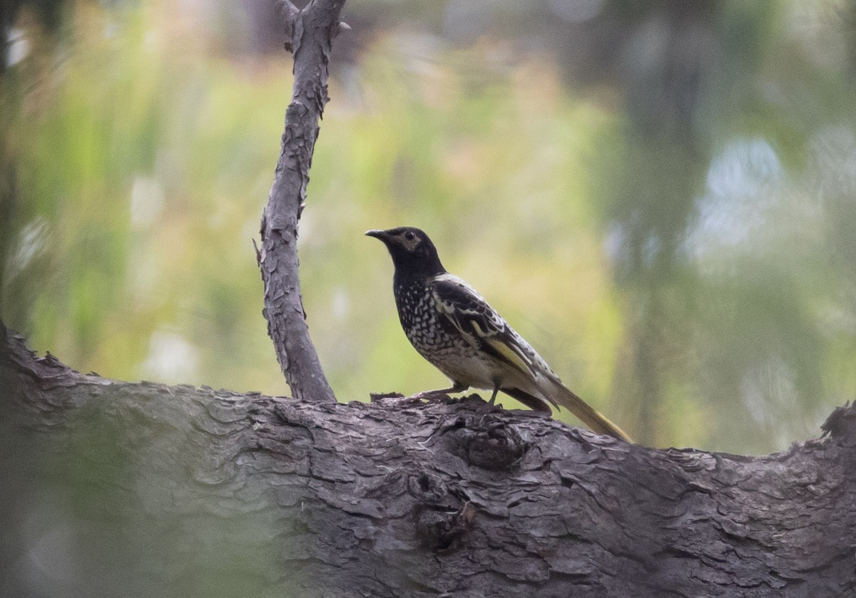 Regent Honeyeater - ML155313331