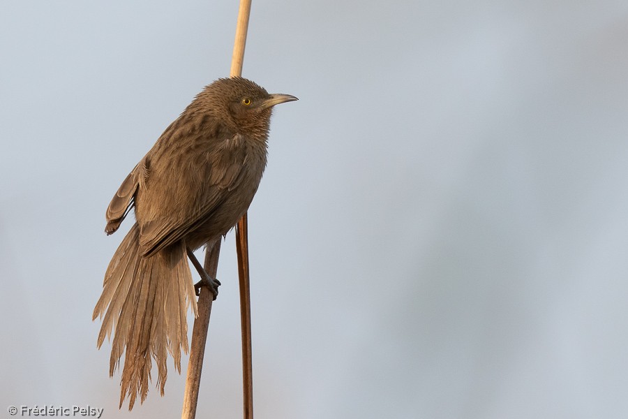 Striated Babbler - ML155314751