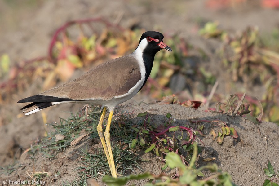 Red-wattled Lapwing - ML155314911