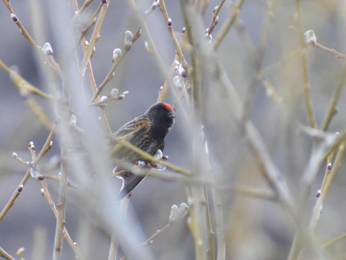 Fire-fronted Serin - ML155315581