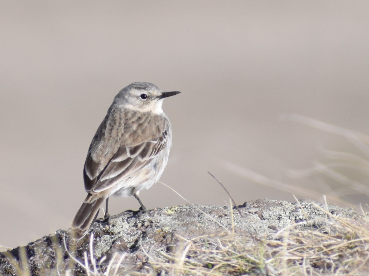 Water Pipit - ML155315751