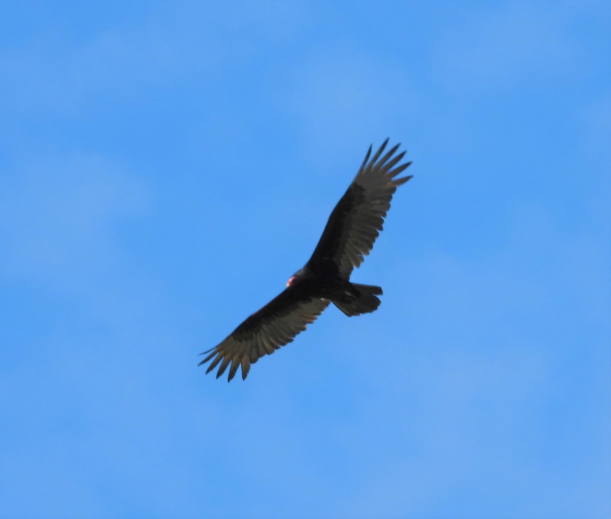 Turkey Vulture - ML155316281