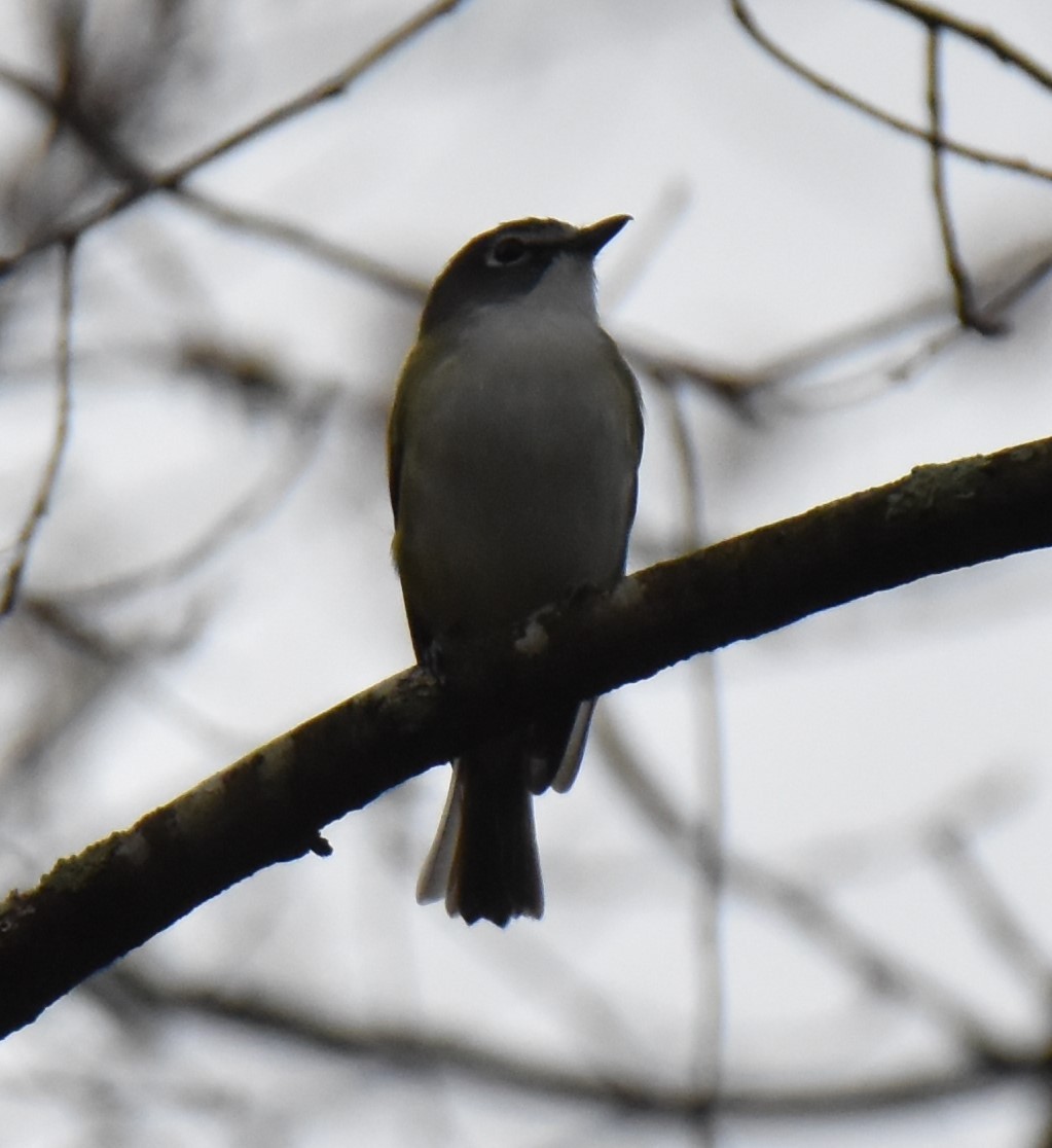 Vireo Solitario - ML155317321