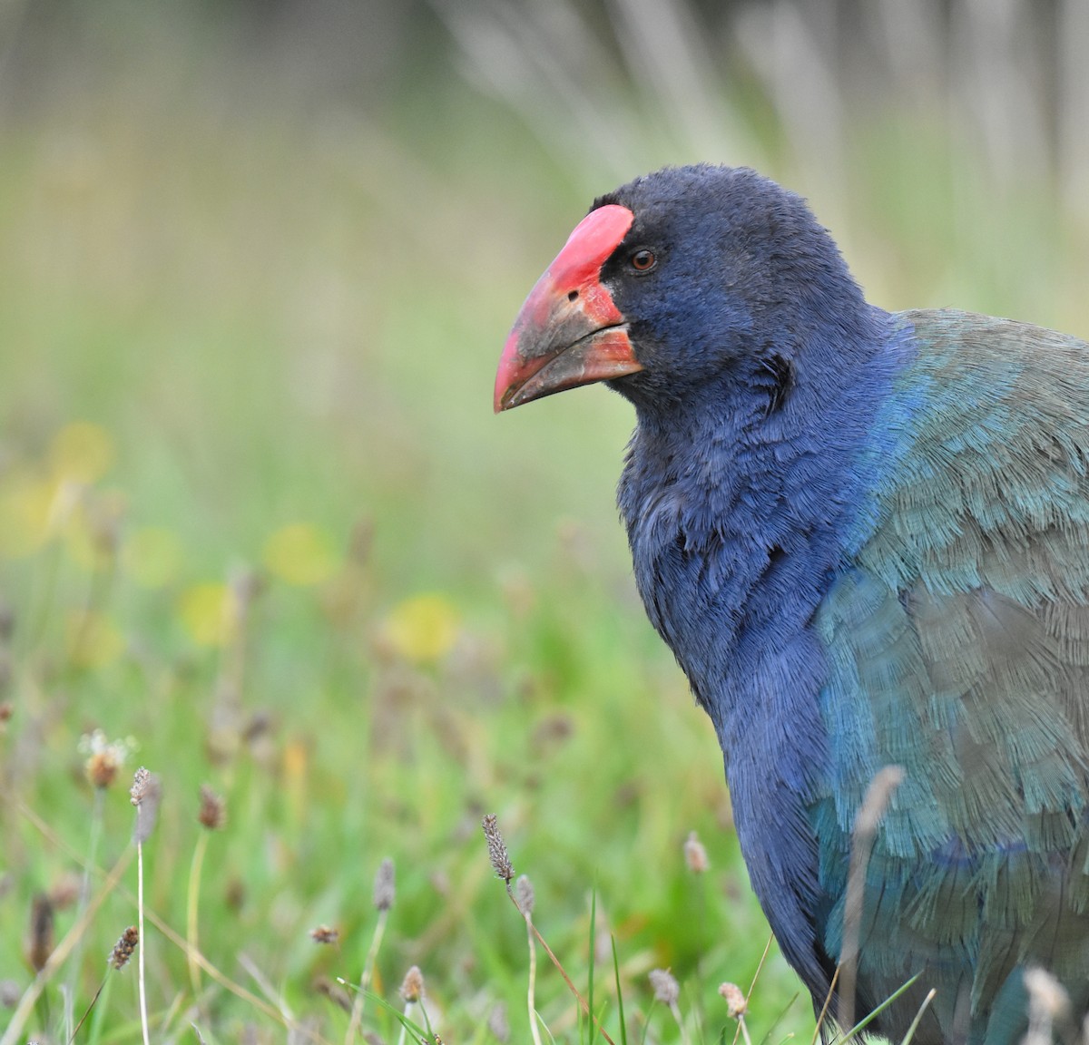 South Island Takahe - Jason Vassallo