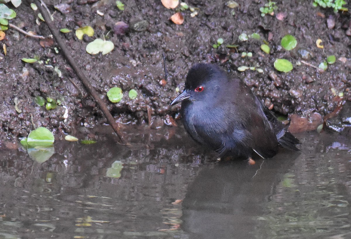 Spotless Crake - Jason Vassallo