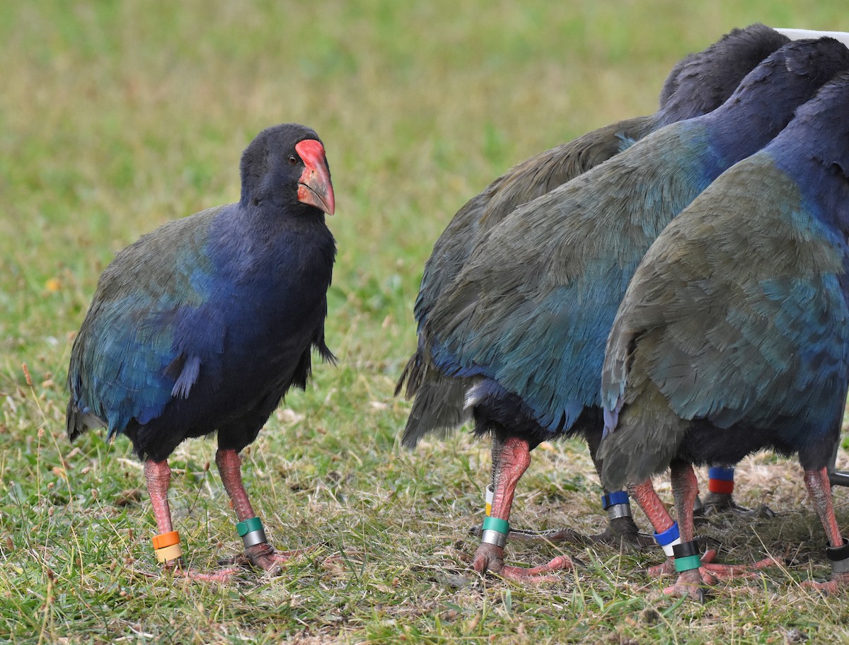 South Island Takahe - Jason Vassallo