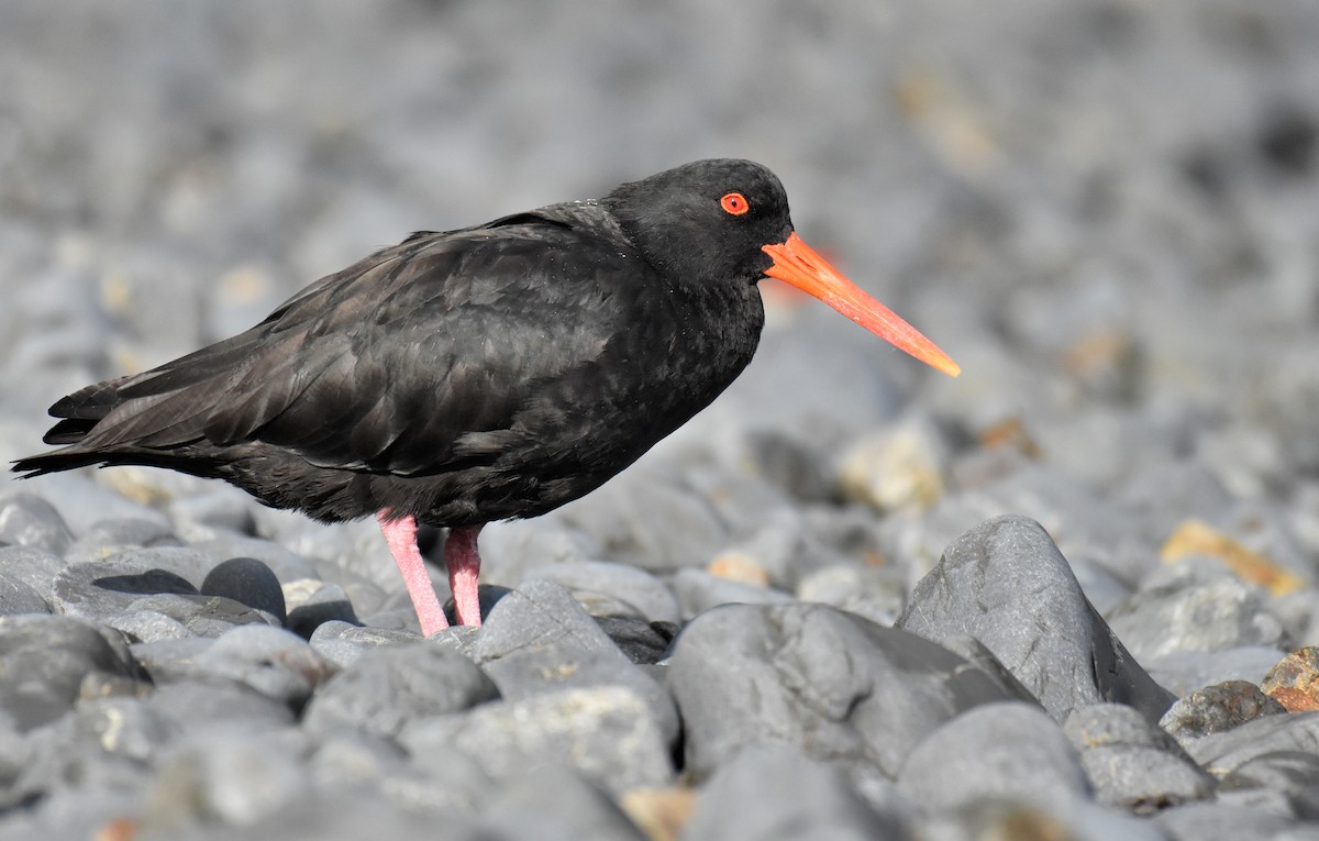 Variable Oystercatcher - Jason Vassallo