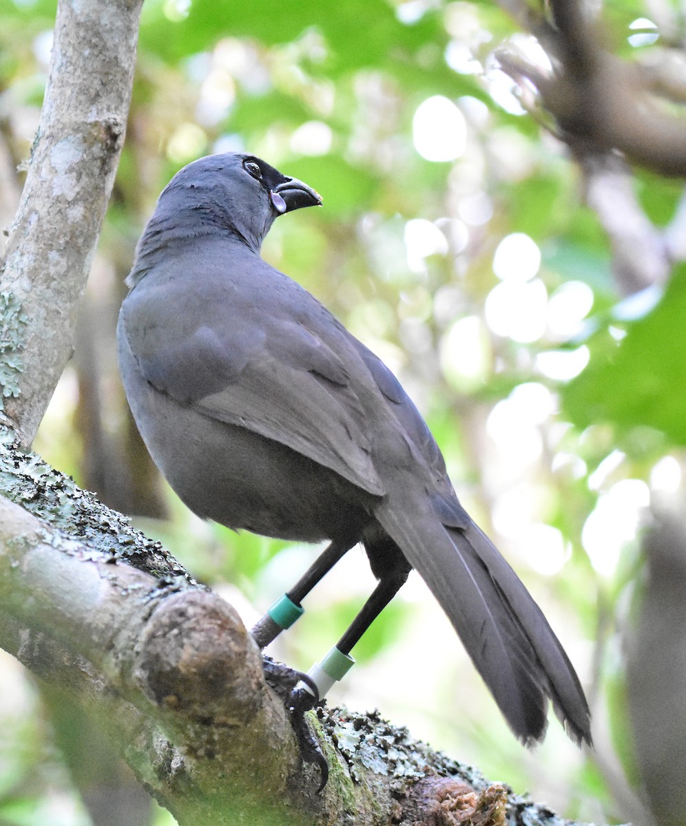 North Island Kokako - Jason Vassallo