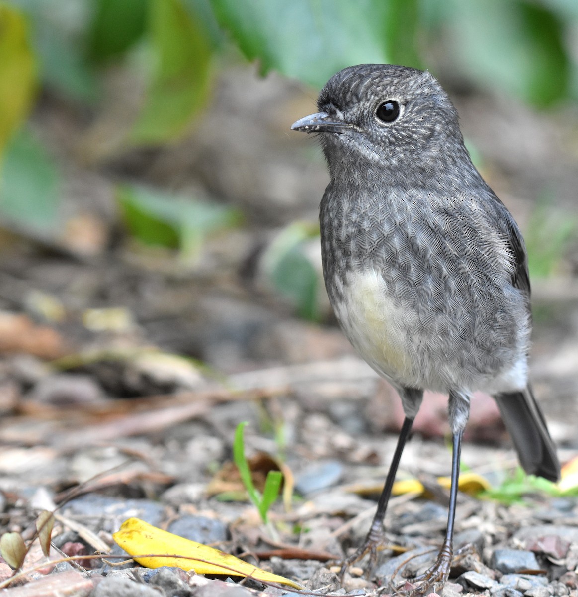 North Island Robin - Jason Vassallo