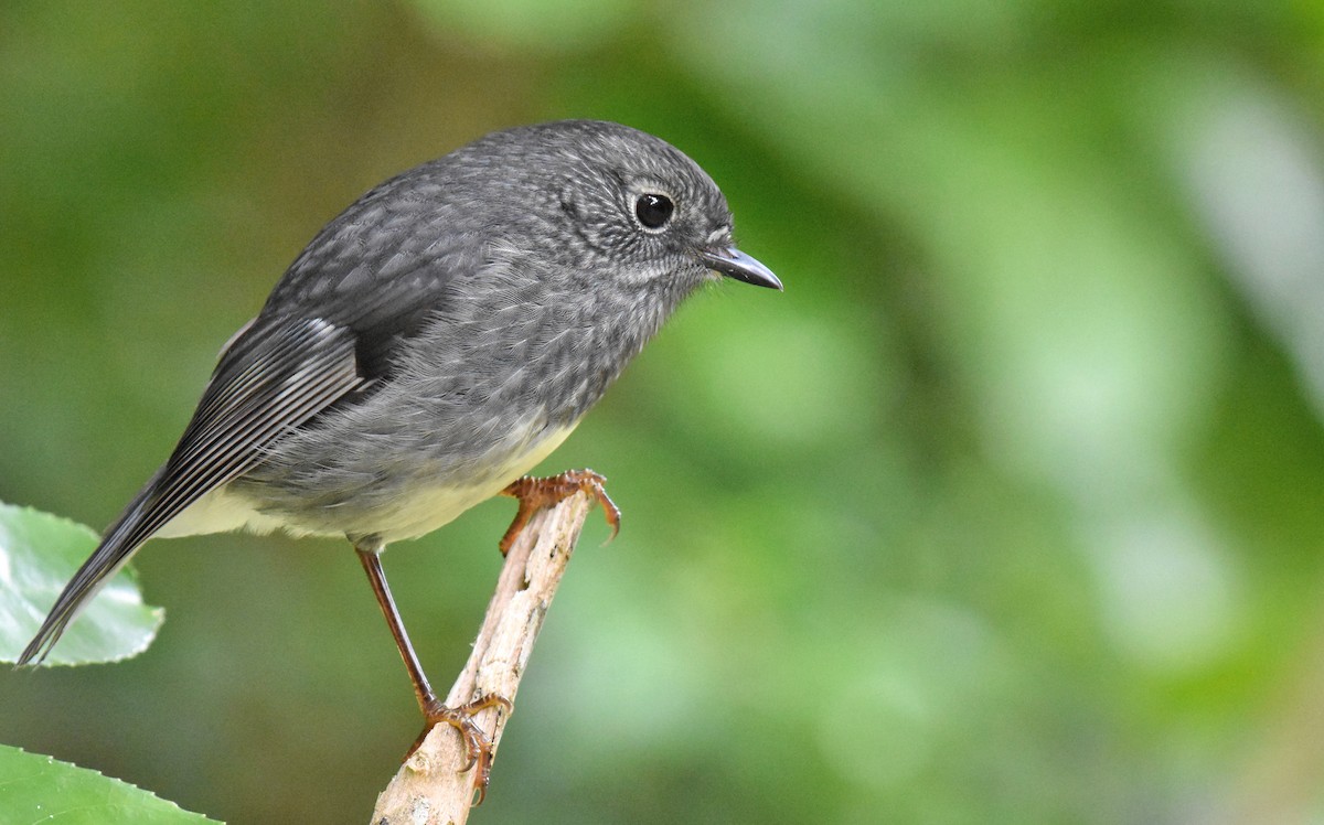 North Island Robin - Jason Vassallo