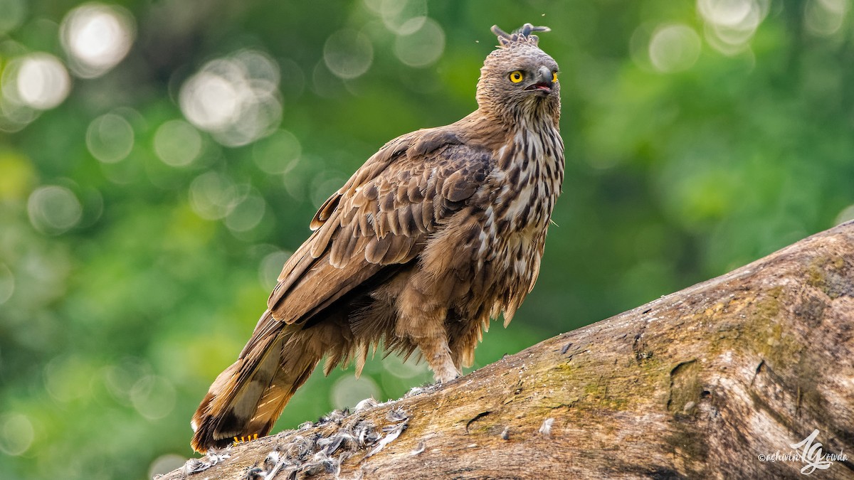 Changeable Hawk-Eagle (Crested) - Ashwin Gowda
