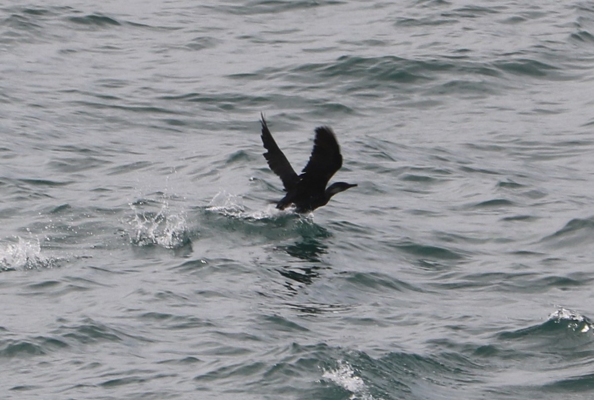 Brandt's Cormorant - ML155321801