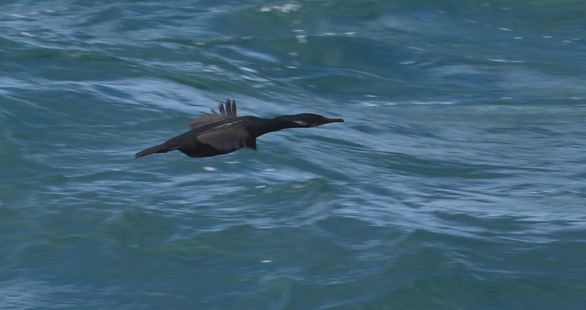 Brandt's Cormorant - Lisa Manzi