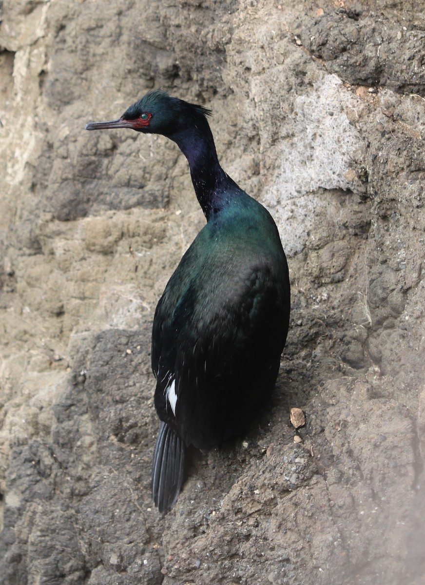 Pelagic Cormorant - ML155321851
