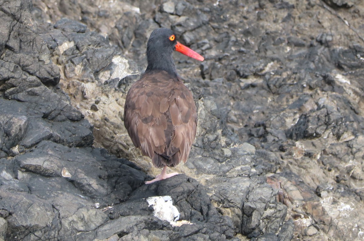 Black Oystercatcher - ML155321911