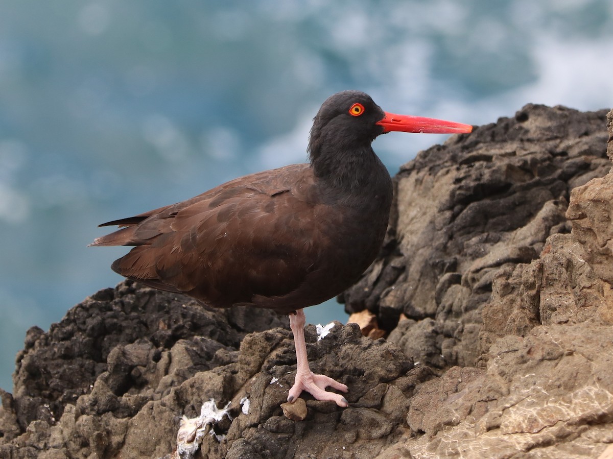 Black Oystercatcher - Lisa Manzi