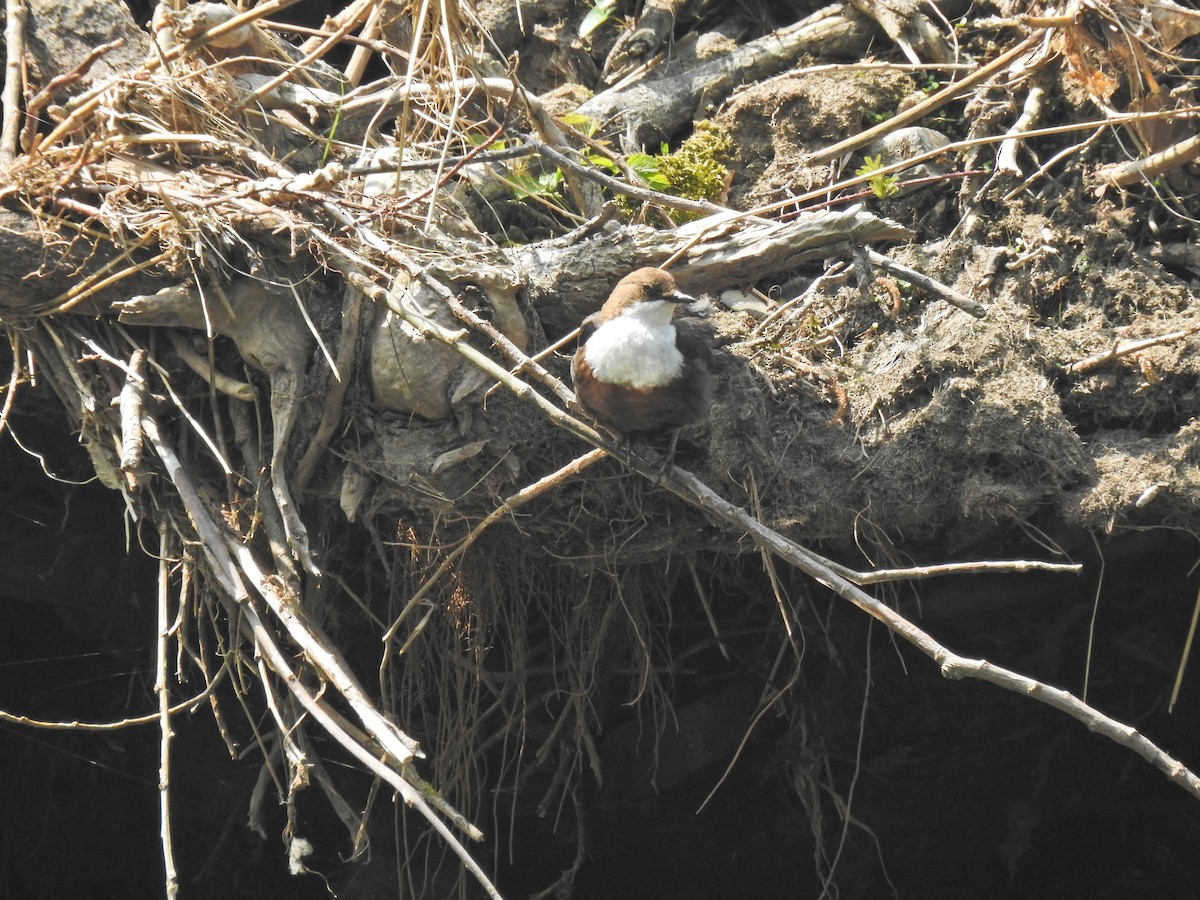 White-throated Dipper - ML155322391