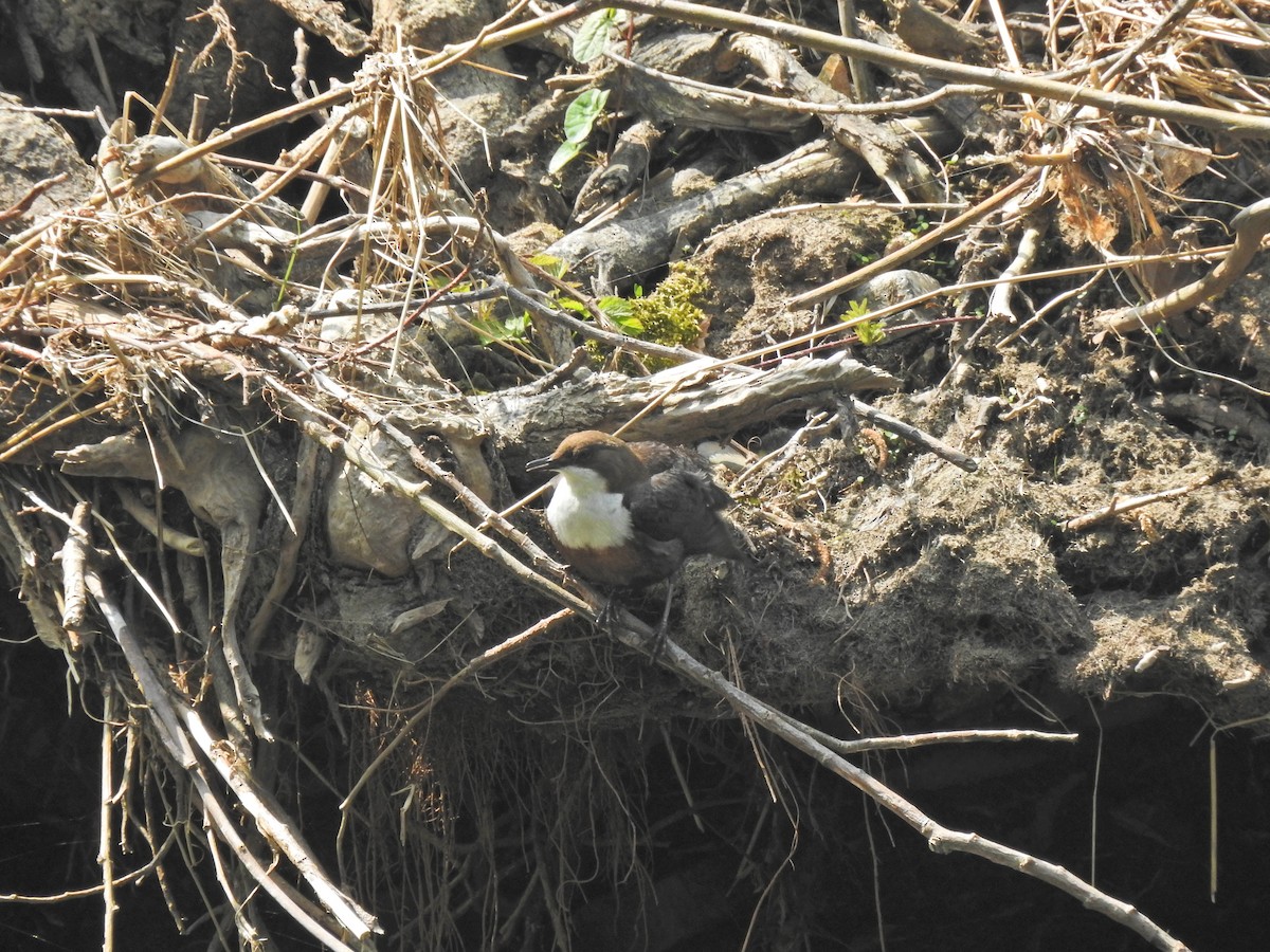 White-throated Dipper - ML155322431