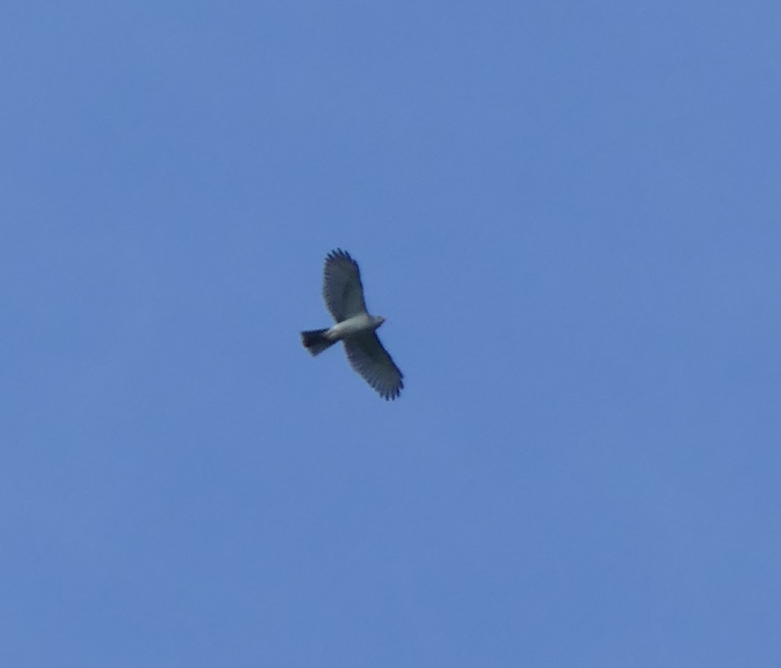 Gray Goshawk - ML155323441