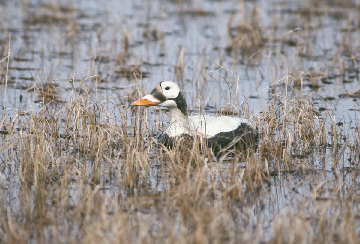 Spectacled Eider - Peter Kennerley