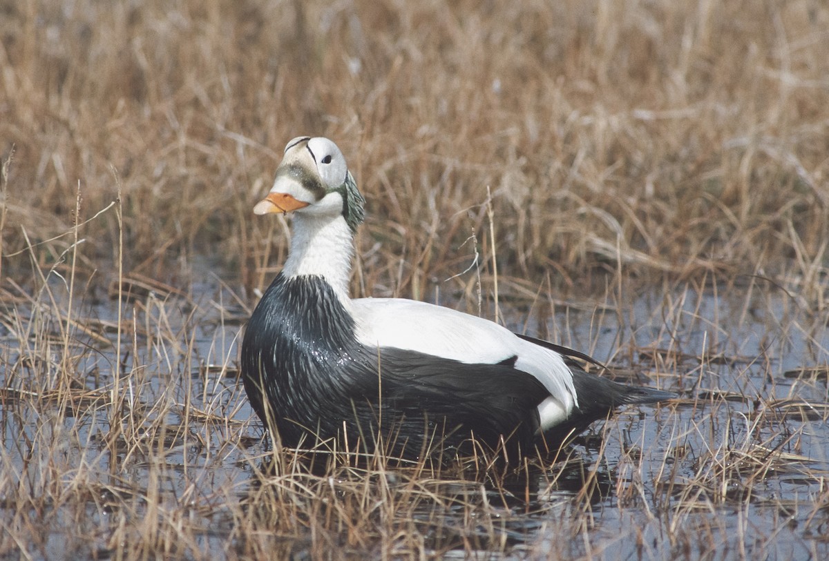 Spectacled Eider - ML155323541