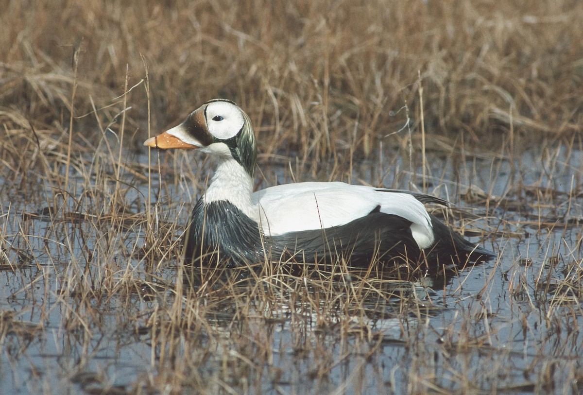 Spectacled Eider - ML155323661