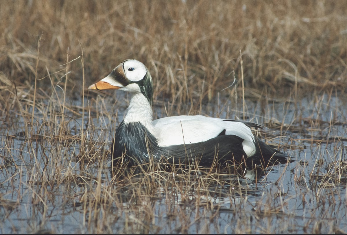 Spectacled Eider - Peter Kennerley